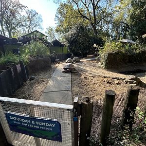 Aldabra Tortoise Exhibit (Walkthrough)
