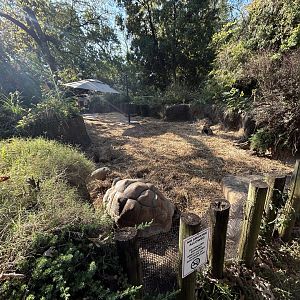 Aldabra Tortoise Exhibit (Walkthrough)