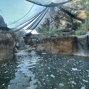 American Beaver Exhibit in Budgie Aviary
