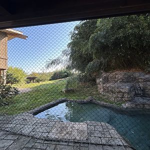 Malayan Tiger Exhibit #2 - Asian Trek