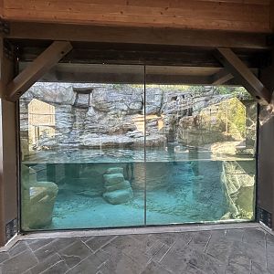 Malayan Tiger Underwater Viewing - Asian Trek