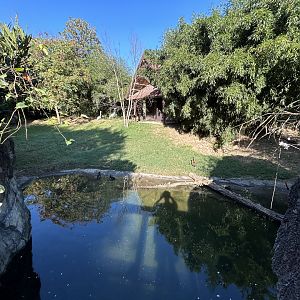 White-naped Crane Exhibit - Asian Trek