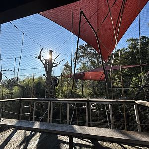 White-handed Gibbon Exhibit - Asian Trek
