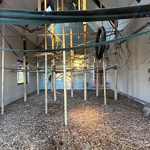 Indoor White-handed Gibbon Exhibit - Asian Trek