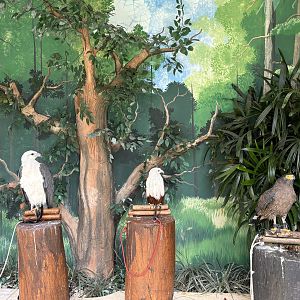 Tethered Birds of Prey