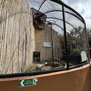 Ruppell’s Vulture Aviary