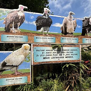 The zoo’s vultures