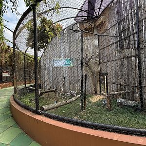 White-headed Vulture Aviary #1
