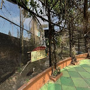 Hooded Vulture Aviary