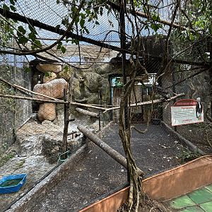 White-headed Vulture Aviary #2