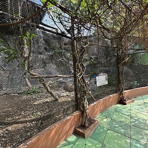 White-backed Vulture Aviary #1