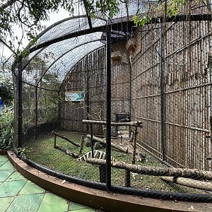 White-backed Vulture Aviary #2