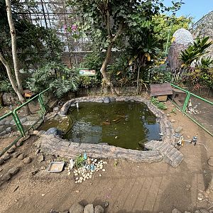 Barnacle Goose Exhibit