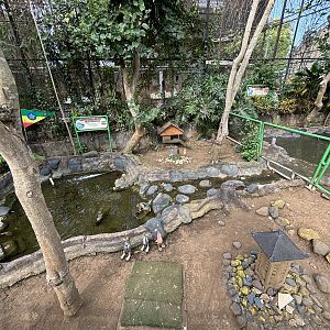 Abyssinian Goose Exhibit