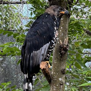 Crowned Eagle