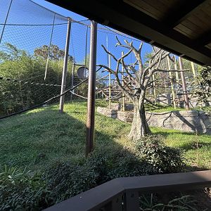 Silvery Langur Exhibit - Asian Trek