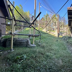 Silvery Langur Exhibit - Asian Trek