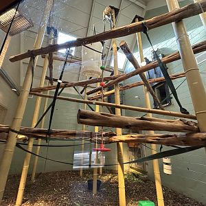 Indoor Silvery Langur Exhibit - Asian Trek