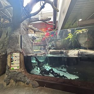 Freshwater Turtle Exhibit + Two-toed Sloth - ARC