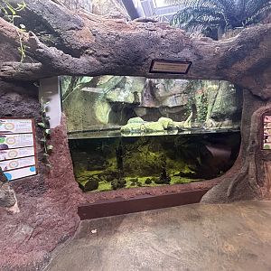 West African Dwarf Crocodile & Turtle Exhibit - ARC