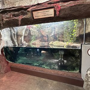 Cuban Crocodile Exhibit - ARC