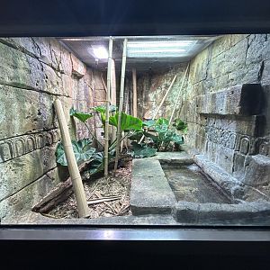 King Cobra Exhibit - ARC