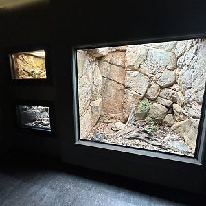 Ethiopian Mountain Adder Exhibit - ARC