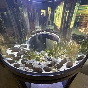 Lake Titicaca Frog Exhibit - ARC