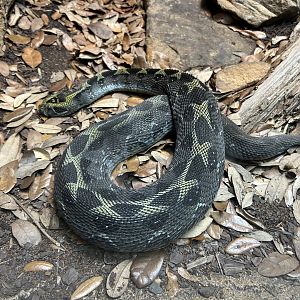 Ethiopian Mountain Adder