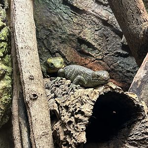 Prehensile-tailed Skink