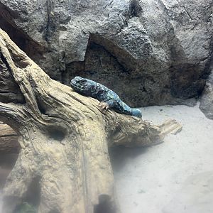 Ornate Uromastyx