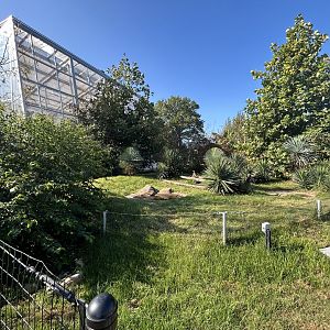Outdoor Tortoise Exhibit (one of several) - ARC