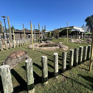 Aldabra Tortoise Exhibit - ARC