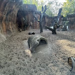 Bat-eared Fox Exhibit