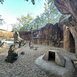 Bat-eared Fox Exhibit