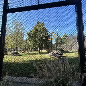Lion Exhibit - Valley of the Kings