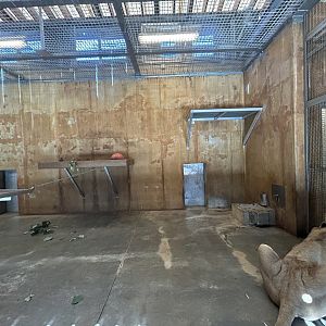 Indoor Lion Exhibit - Valley of the Kings