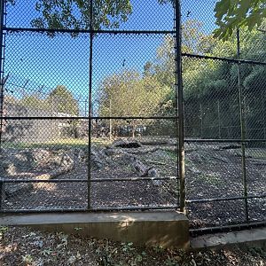 African Painted Dog Exhibit
