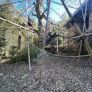Surplus White-handed Gibbon Exhibit