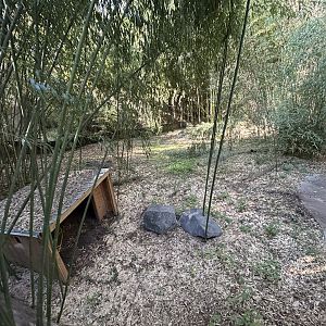 Yellow-backed Duiker Exhibit #1