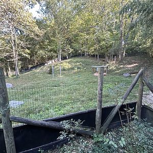 Yellow-backed Duiker Exhibit #2