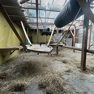 Indoor Gorilla Exhibit