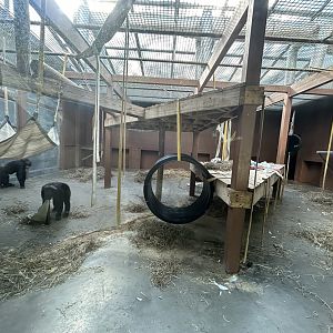 Indoor Chimpanzee Exhibit