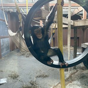 Infant Chimpanzee