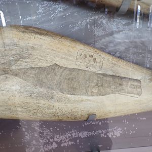 Sperm whale on a sperm whale jaw 26.8.23