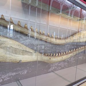Sperm whale jawbones 26.8.23