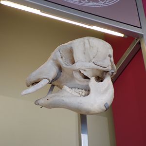 Elephant skull 26.8.23