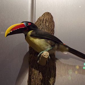 Green aracari 26.8.23