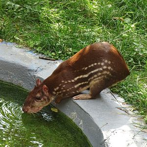 Lowland paca (Cuniculus paca)