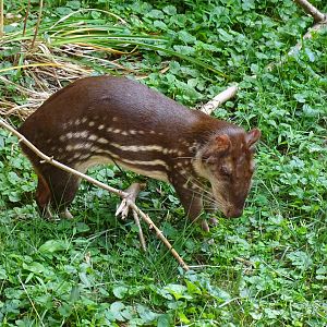 Lowland paca (Cuniculus paca)